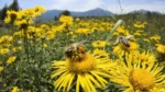 Bandas florales: la revolución silenciosa que protege cultivos y polinizadores 1 bandas florales