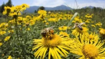 Bandas florales: la revolución silenciosa que protege cultivos y polinizadores 15 bandas florales