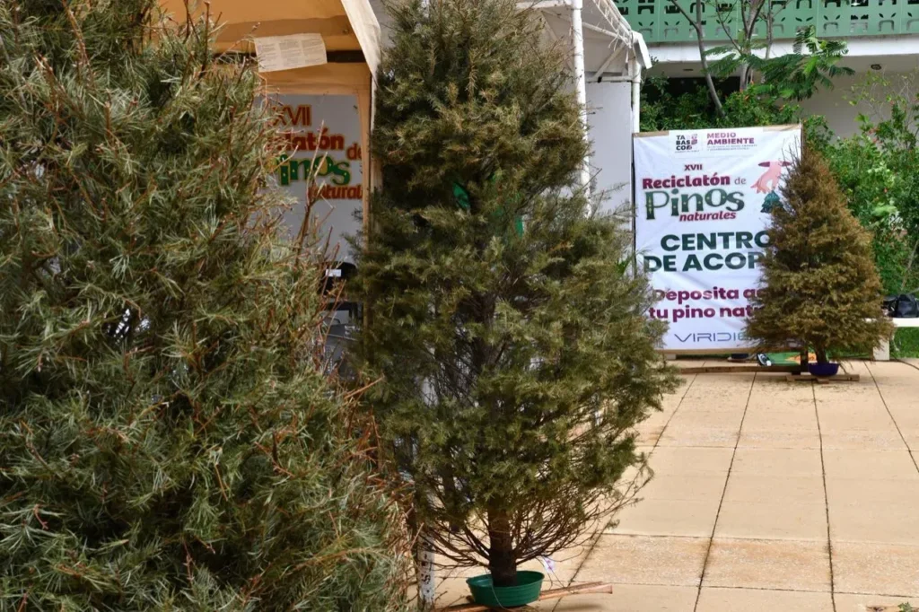 campaña ecológica para el reciclaje de pinos naturales