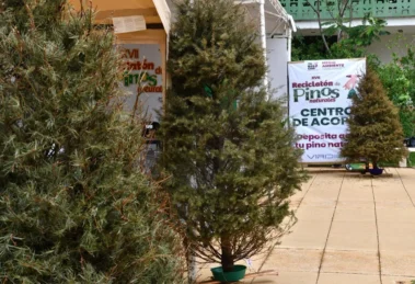 campaña ecológica para el reciclaje de pinos naturales