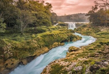 Chiapas florece todo el año: el equilibrio natural que debemos proteger 21 chiapas