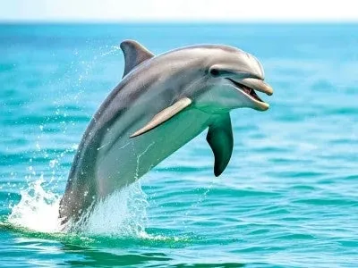 Senado aprueba reforma que prohíbe espectáculos con mamíferos marinos en México 11 Senado