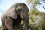 elefante
