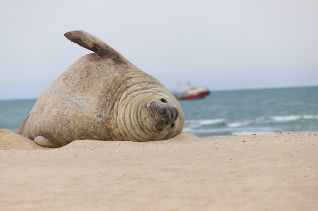 Profepa resguarda a “Panchito”, elefante marino que volvió a playas de Nayarit 11 elefante marino que volvió a playas de Nayarit
