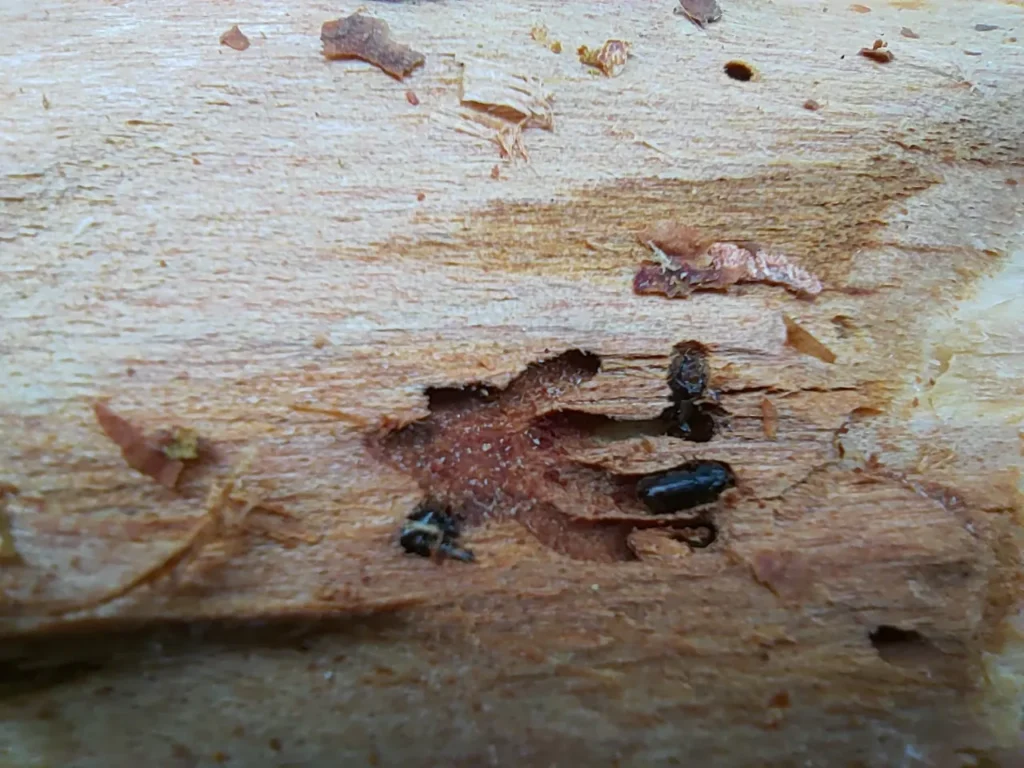 Escarabajo descortezador pone en jaque a los bosques de la Ciudad de México 11 escarabajo 2