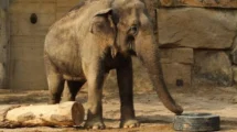 Elefante jugando con un neumático-especie en peligro de extinción
