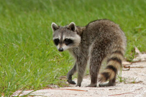 Madrid refuerza el control de especies invasoras para proteger su biodiversidad