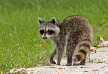 Madrid refuerza el control de especies invasoras para proteger su biodiversidad