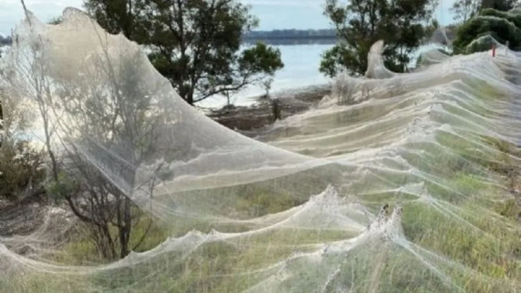 El "invierno de seda": Miles de arañas cubren el sureste de Australia tras las inundaciones 11 f1280x720 53563 185238 5050