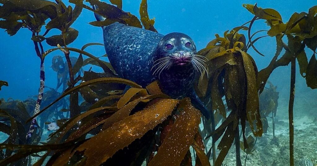 Alertan por pérdida acelerada de bosques de kelp en Baja California por crisis climática 11 foca