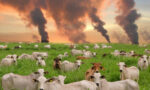 Industria ganadera: clave en la crisis climática global 9 ganado y gases