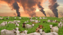 Industria ganadera: clave en la crisis climática global 16 ganado y gases