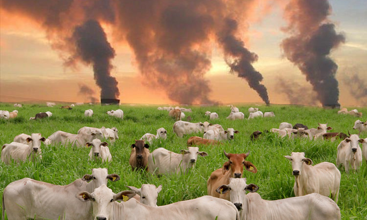 Industria ganadera: clave en la crisis climática global 11 ganado y gases