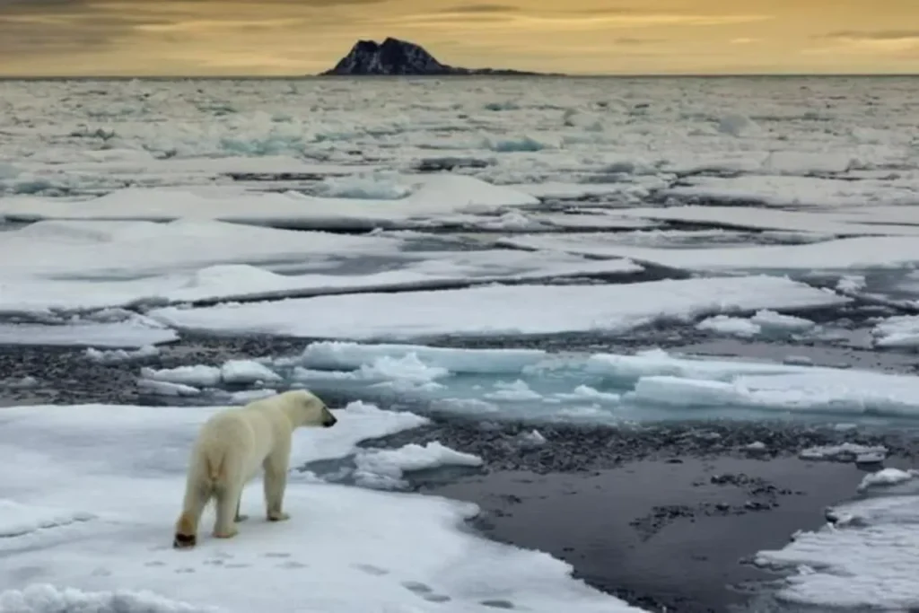 El Ártico da una tregua… ¿pero ¿cuánto durará? 11 hielo