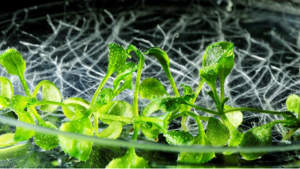 Un cambio de paradigma: plantas que reaccionan “en tiempo real” 12 image 162