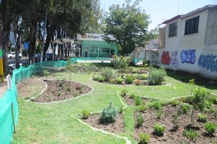 El jardín polinizador más grande de Ecatepec creado por un joven visionario de 13 años 11 image 17