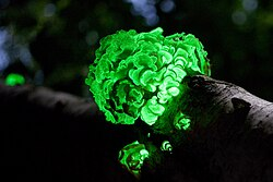 Linterna verde: las bacterias que iluminan la lucha ambiental 11 image 19