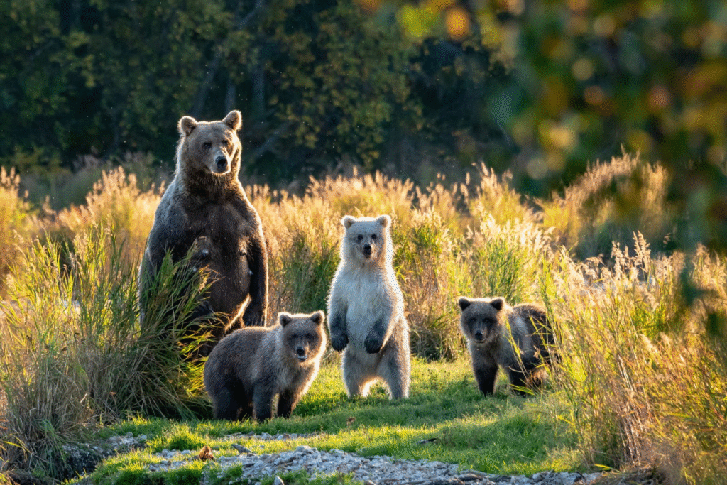 Preocupación por el futuro del oso pardo cantábrico ante la crisis climática 11 image 21