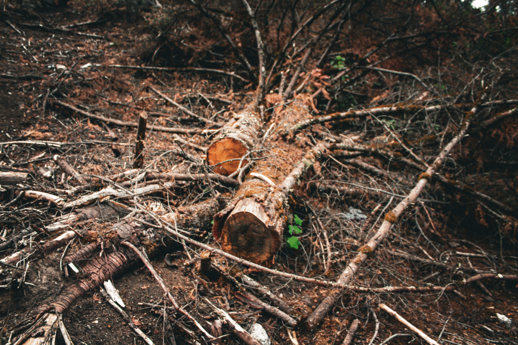 Coordinación federal logra frenar tala ilegal en el Bosque de Agua 12 image 227