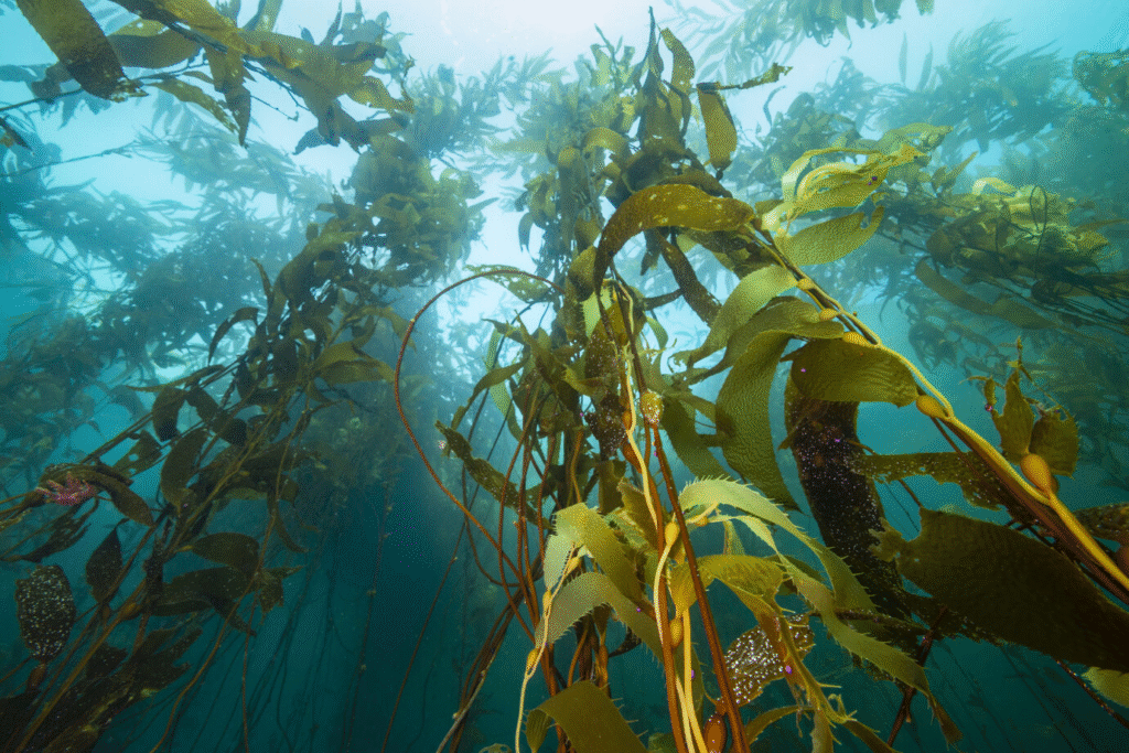 Alertan por pérdida acelerada de bosques de kelp en Baja California por crisis climática 12 image 228