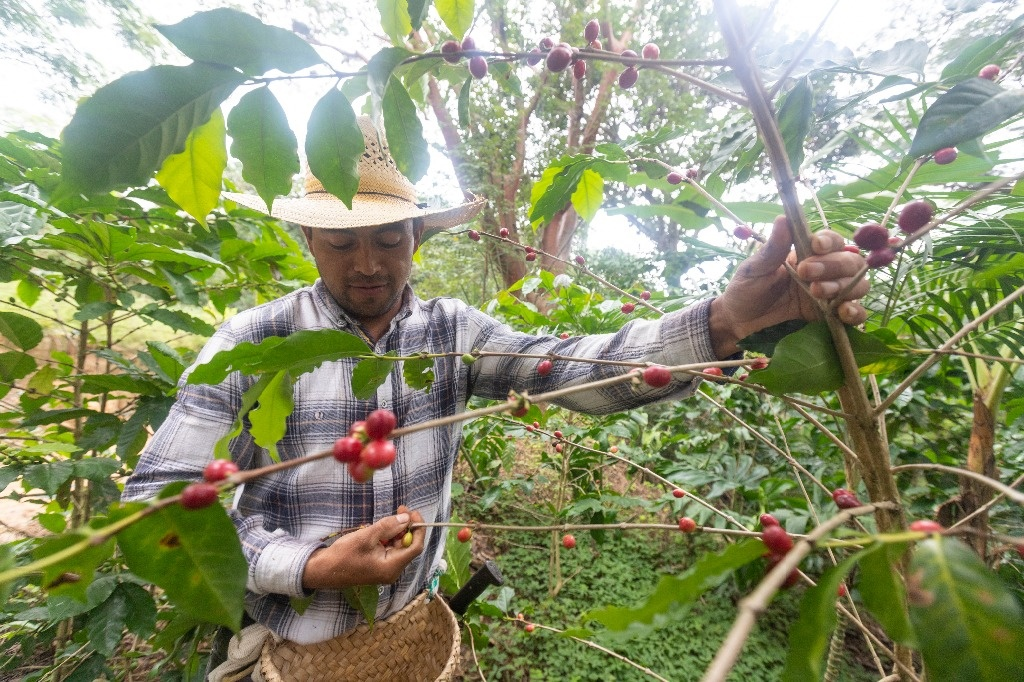 UAEMéx reflexiona sobre la cultura del café en el sur y su impacto territorial 12 image 242