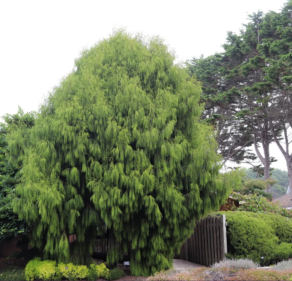 El kakapo, mejor conocido como el loro nocturno gigante de Nueva Zelanda, vuelve a la crianza después de 4 años 11 image 247