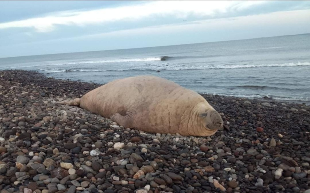 Profepa resguarda a “Panchito”, elefante marino que volvió a playas de Nayarit 12 image 272