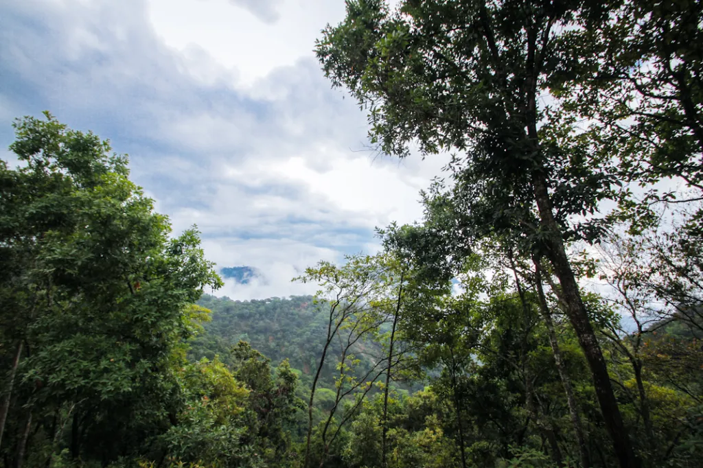 Las acciones que está tomando SEMAREN en el cuidado de la biodiversidad en la Montaña de Guerrero 12 image 39