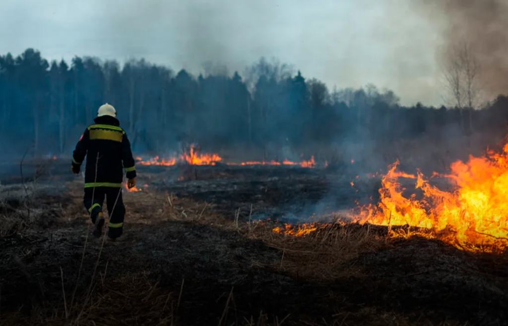 Incendios forestales que acaban con todo lo que hace a una región exuberante y única 12 image 401