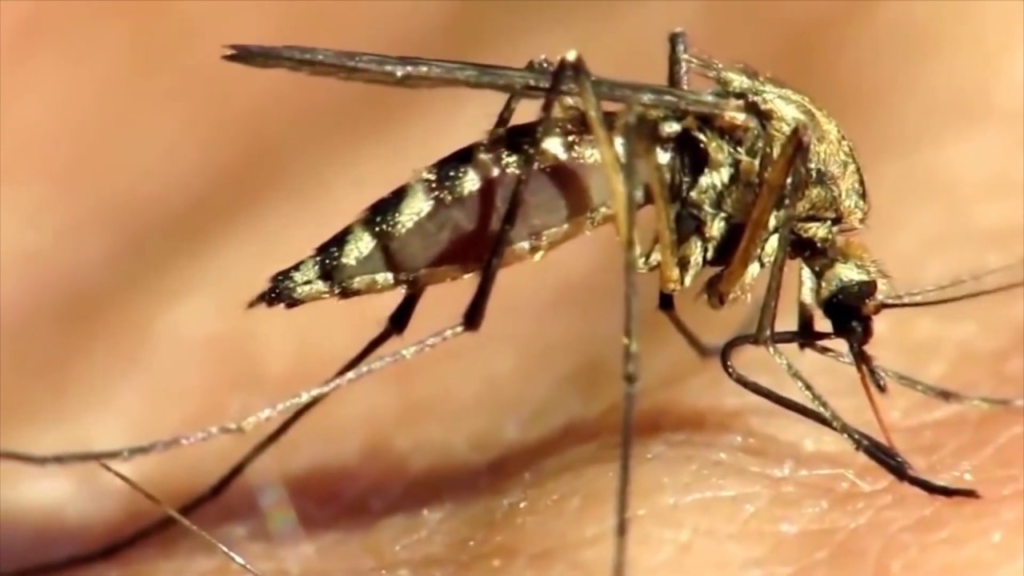 Investigador de la UAS advierte aumento inusual de mosquitos por variaciones climáticas 12 image 405