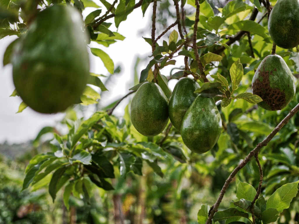 El oro verde en crisis: cambio climático desploma la producción de aguacate en Tlayacapan 12 image 41