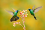 colibri
