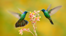 colibri