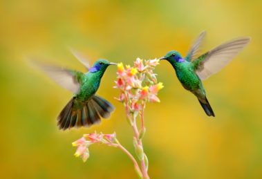 colibri