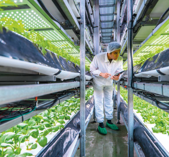 Hidroponía industrial