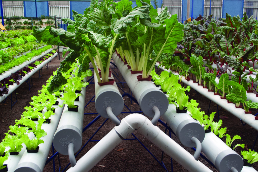 Hidroponía industrial, una apuesta para el futuro alimentario urbano 12 image 480
