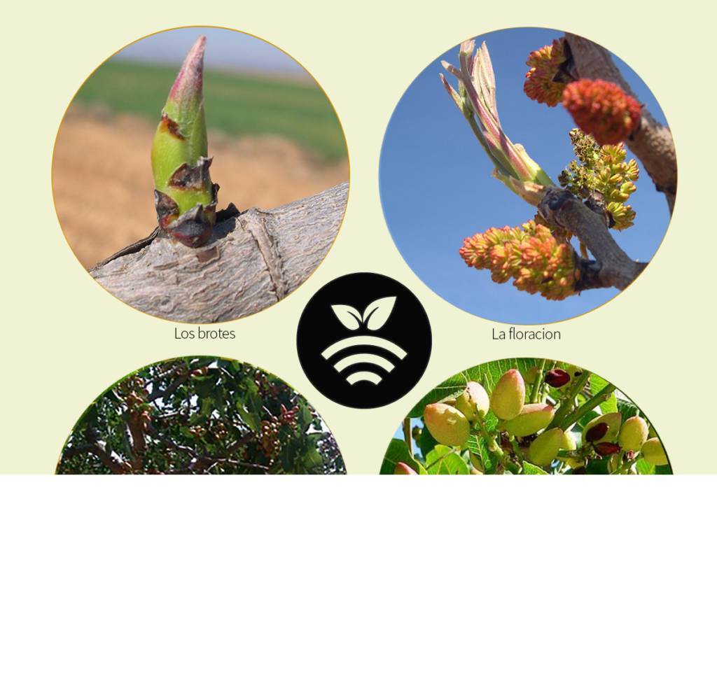 El adelanto de la floración preocupa a científicos en todo el mundo 12 image 507