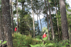 Pago por servicios ambientales y su gran impacto en la conservación de la biodiversidad