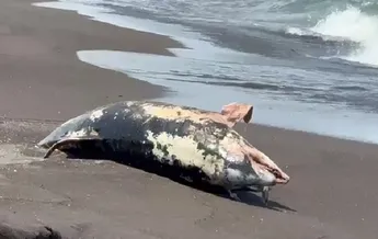 Delfín en descomposición en costas de Veracruz, no se debe a lo ocurrido en Dos Bocas 12 image 526
