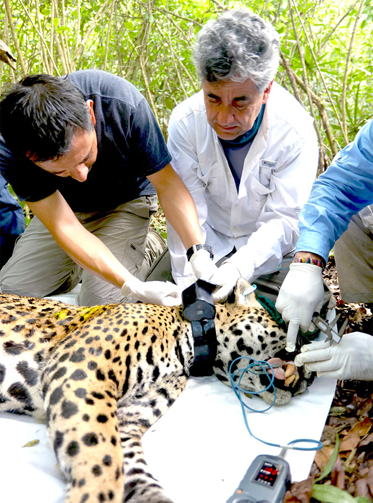 Conservación urgente: el jaguar enfrenta una amenaza silenciosa 12 image 535