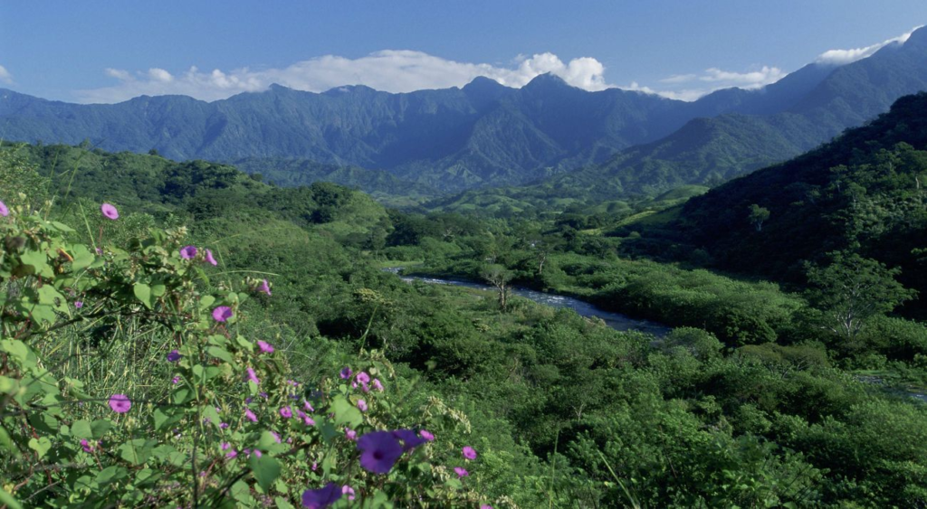 Chiapas florece todo el año: el equilibrio natural que debemos proteger 12 image 539