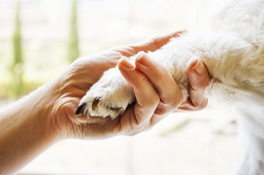 Lo fabuloso de la naturaleza en riesgo de desaparecer a causa de la zoonosis 12 image 540