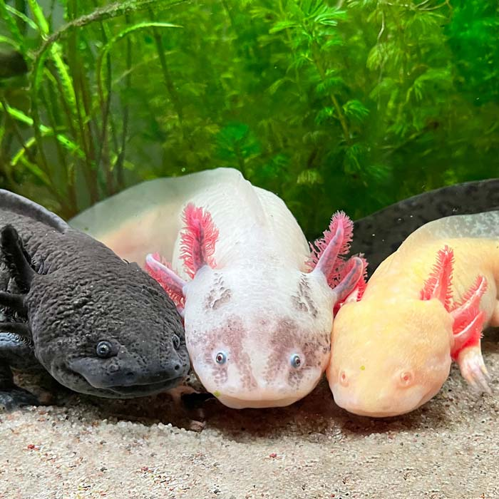 Axolotitlán: un documental de resiliencia y esperanza ambiental 11 image 591