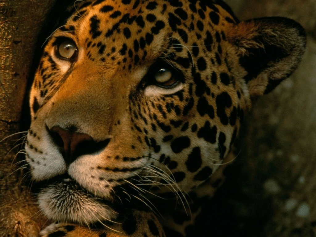 El rastro del jaguar: cuántos quedan en México y el mundo en 2025 11 image 77