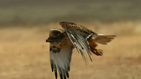 Sierra Tarahumara: especies en peligro revelan deterioro ambiental 11 image 9