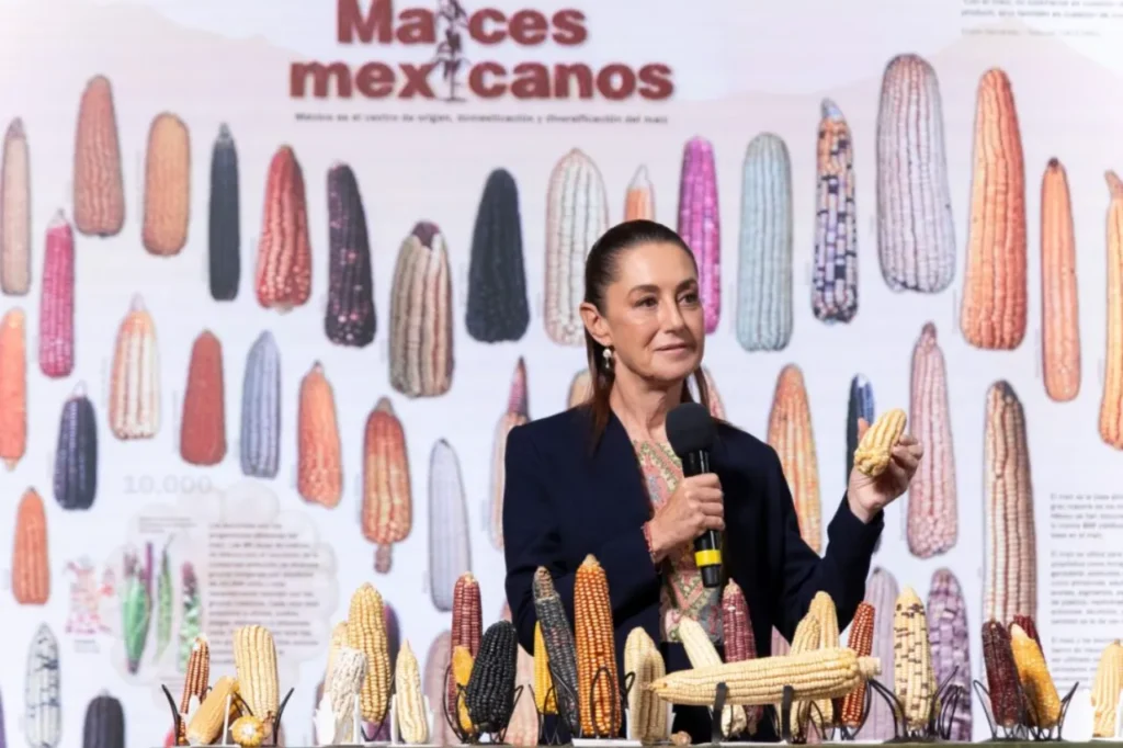 Sin Maíz no hay País: conservación de semillas nativas impulsa la agrobiodiversidad en México 11 imagen 1 20 1