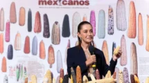 Sin Maíz no hay País: conservación de semillas nativas impulsa la agrobiodiversidad en México   17 HOY