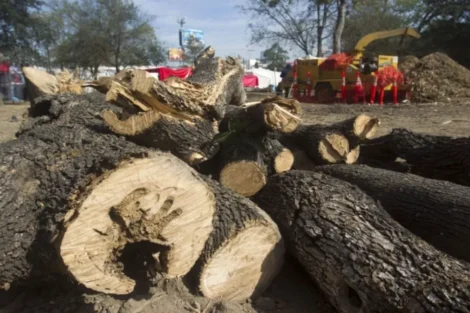 tala nocturna de árboles