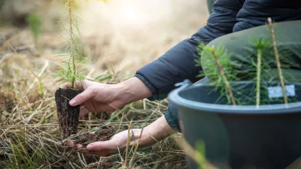 Avanza la reforestación en Aragón con nuevas plantaciones en 200 hectáreas de Tarazona 11 imagen 1 2025 11 27T103933.154