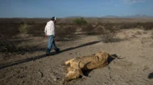 La sequía golpea con fuerza al norte de México: